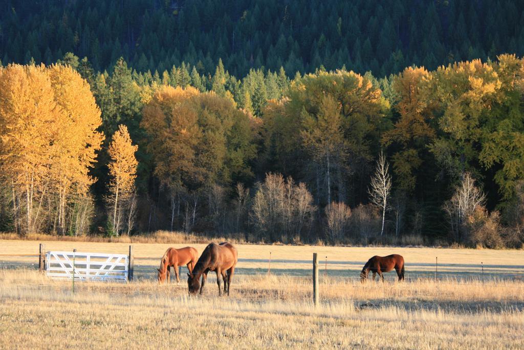 Cedar Mountain Farm Llc