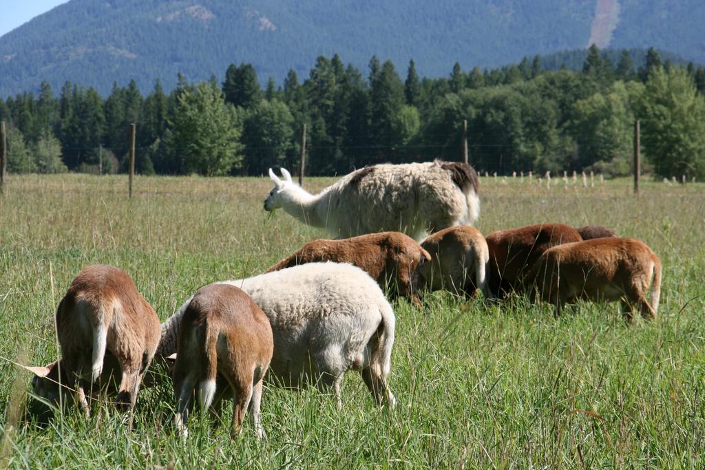 Couette-café Cedar Mountain Farm Llc *